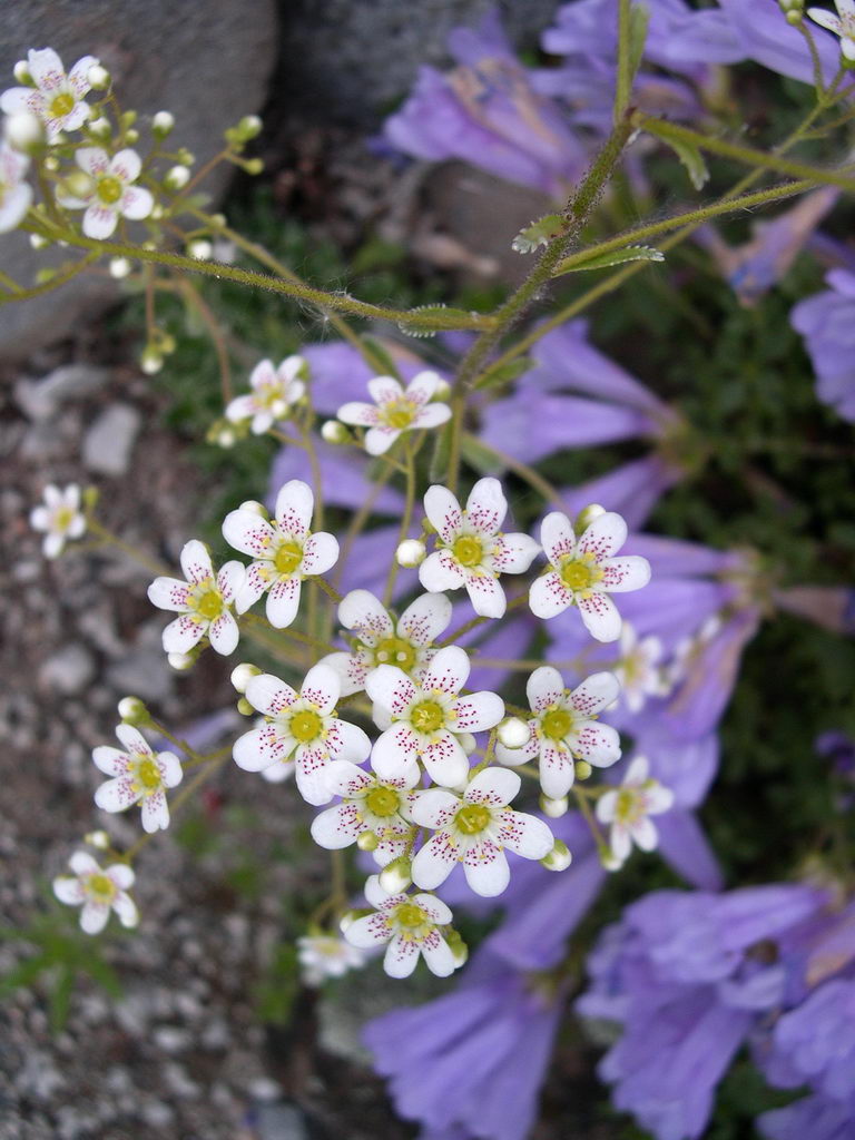 Silver saxifrage